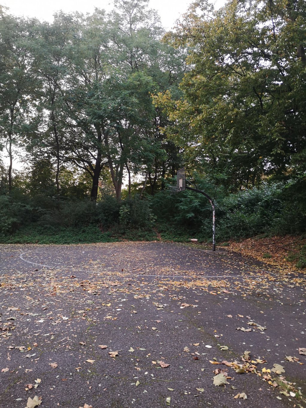 Basketballplatz mit Bäumen drumherum, Laub liegt auf dem Boden,.